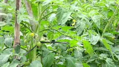 越南拉姆省唐杜贡区育婴园番茄
